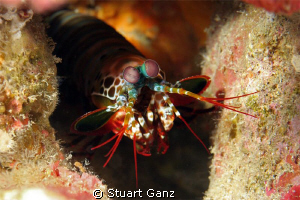 Mantis shrimp by Stuart Ganz 